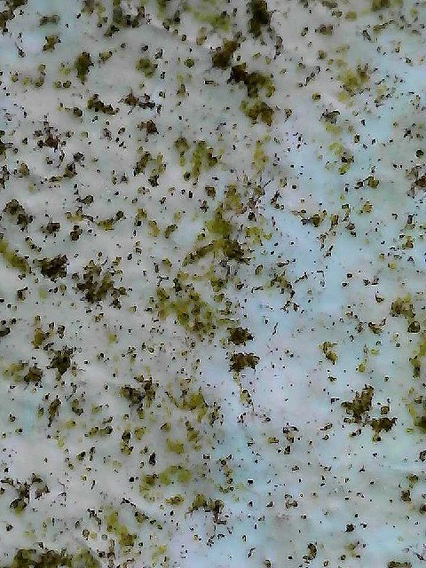 未洗浄の外壁表面に付着した藻や汚れ